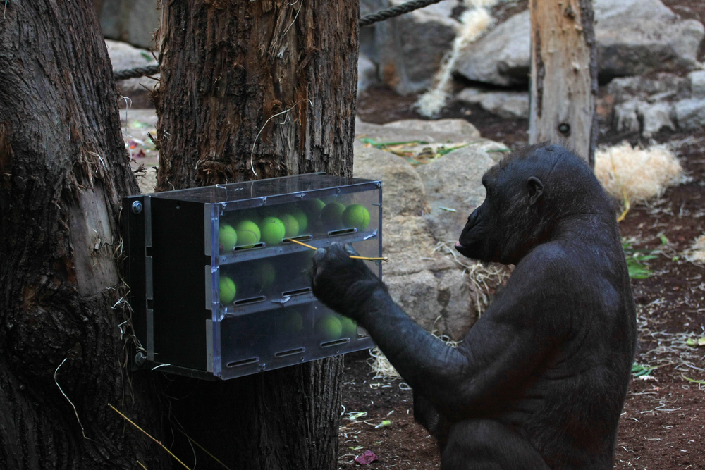 How Do Animals Display Surprising Intelligence?